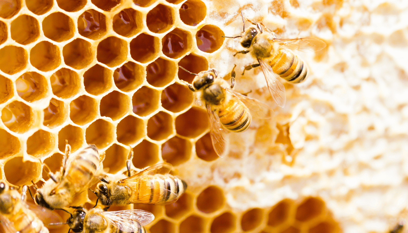 Unlock the Buzz: How to Get into Beekeeping Easily