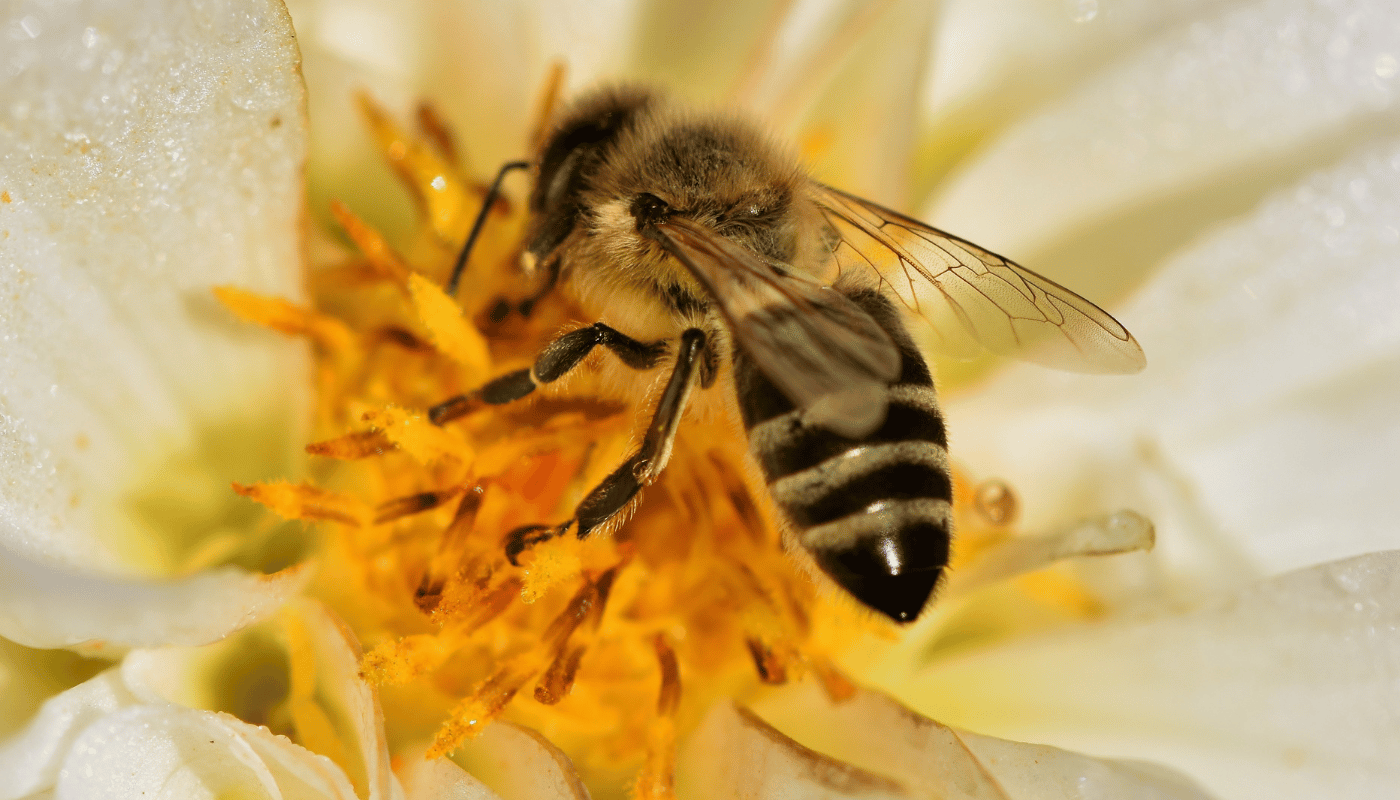 What Does a Honey Bee Look Like: Unveiling Nature’s Engineer