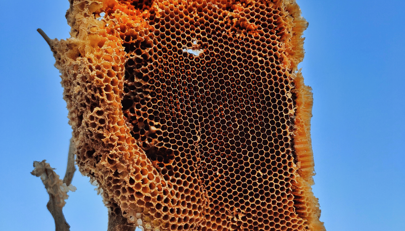 Unveiling the Mystery: What Does a Honey Bee Hive Look Like?