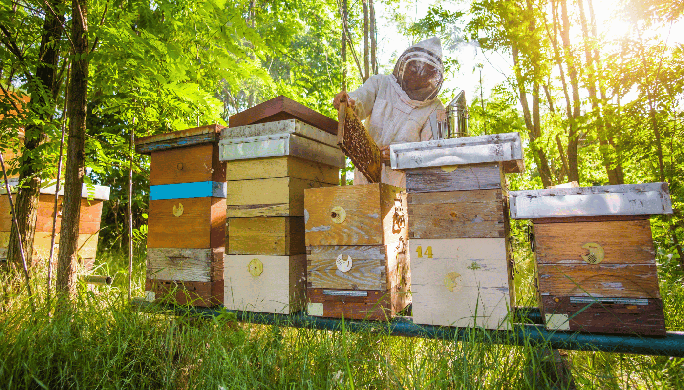 What Do I Need to Start Beekeeping: Essential Guide for Beginners