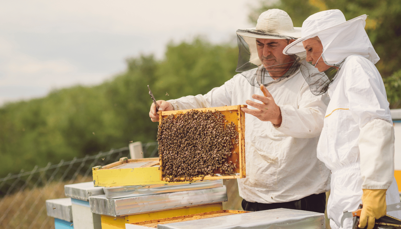 Starting Beekeeping: How Much Does It Cost to Dive In?