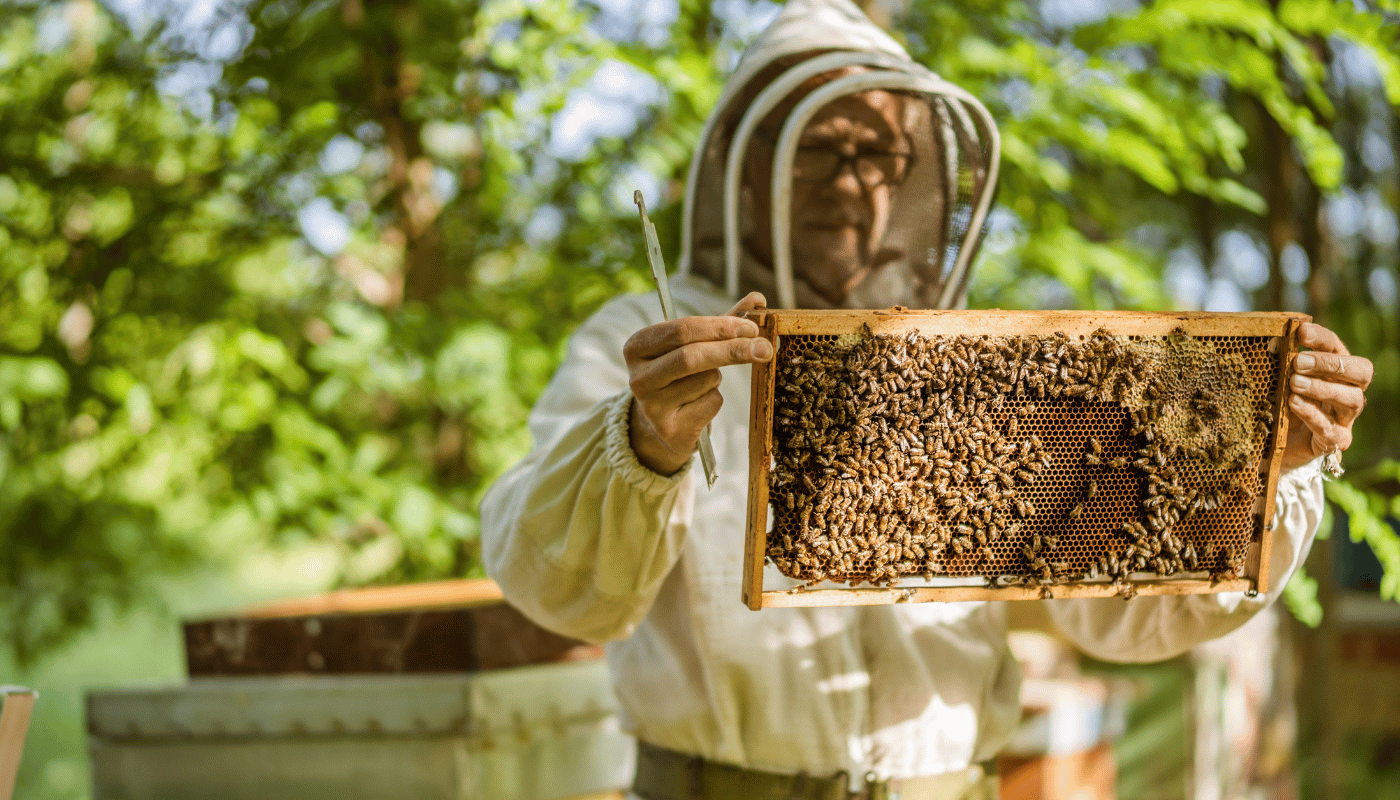 Discover the Truth: How Hard is Beekeeping Really?