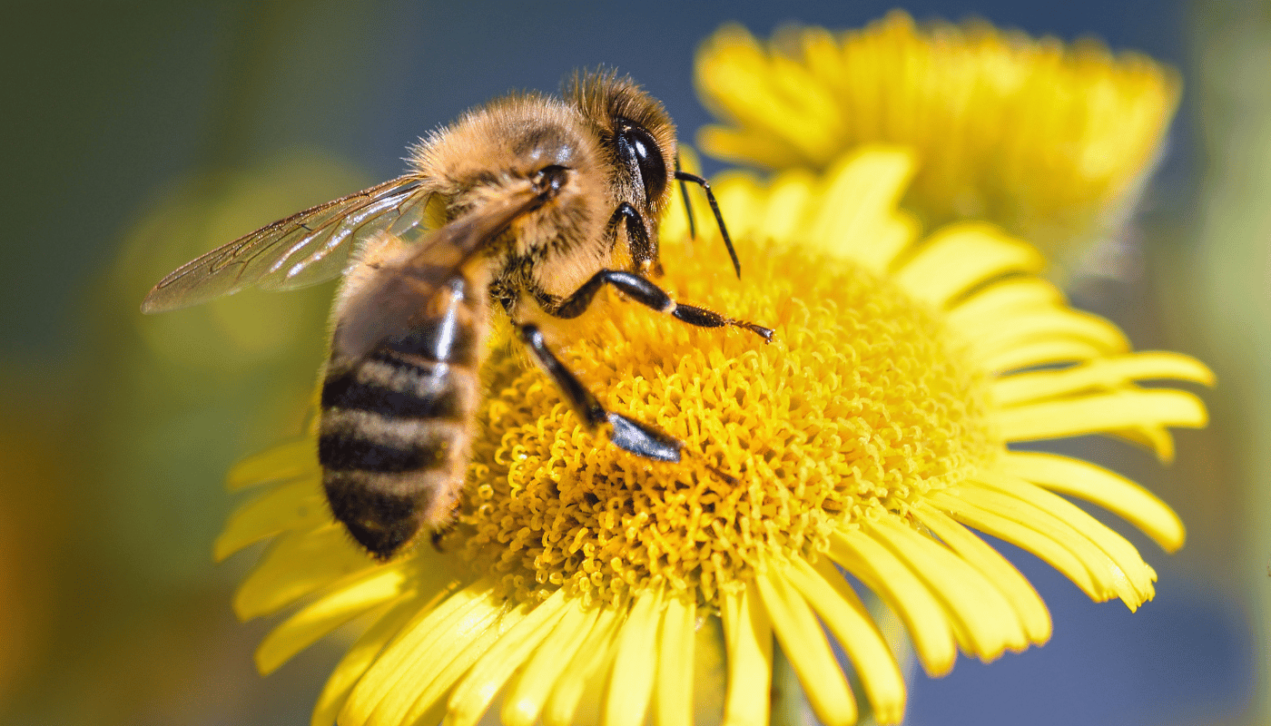 What is Bee Brood: Unveiling the Hive’s Heart